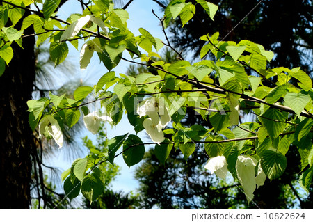 Handkerchief tree 10822624