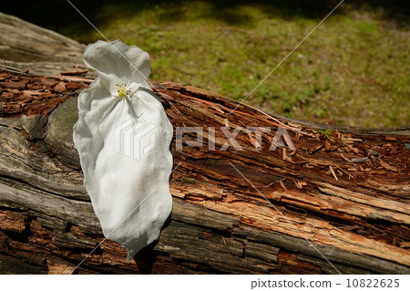 Handkerchief tree 10822625