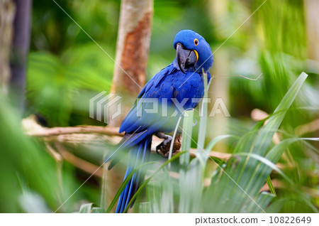 Blue macaw parrot on a branch 10822649