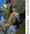 Seahorse 10822678