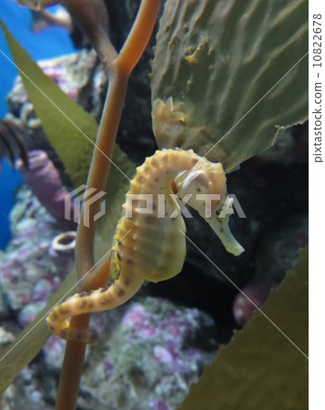 海馬 海馬 10822678