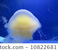 jellyfish  10822681