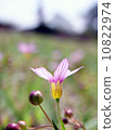 小花 10822974
