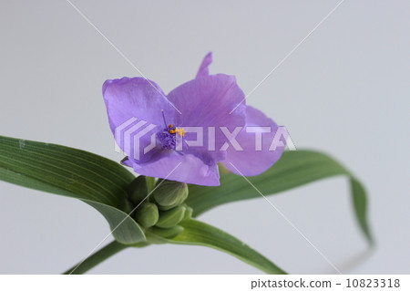  Murasakiyukusa 10823318