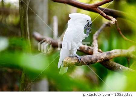 White cockatoo parrot on a branch White cockatoo parrot on a branch 10823352