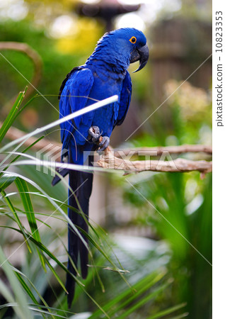 Blue macaw parrot on a branch Blue macaw parrot on a branch 10823353
