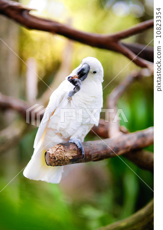 White cockatoo parrot on a branch White cockatoo parrot on a branch 10823354