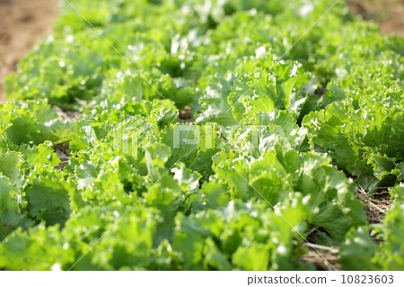 Vegetable Vegetable 10823603