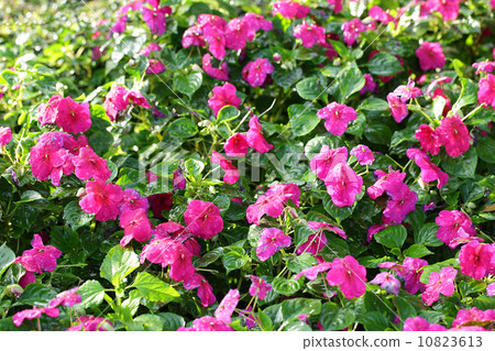 Petunias 10823613