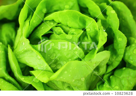 Hydroponics Vegetable 10823628