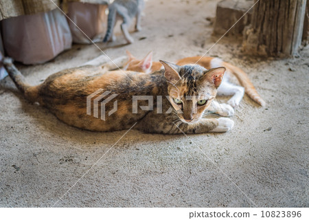 Cat breastfeeding baby 10823896