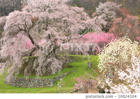 Matabei Sakura 10824104