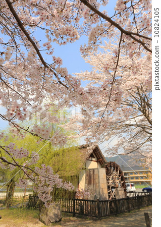 水車和櫻桃樹 10824105