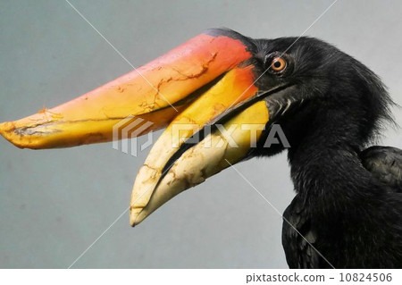The hornbill 10824506