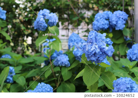 hydrangea   10824652