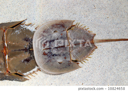 Horseshoe crab 10824658