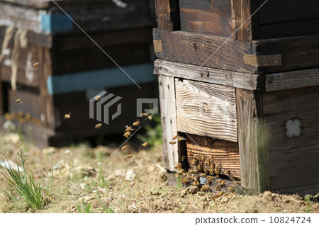蜜蜂和養蜂箱 10824724