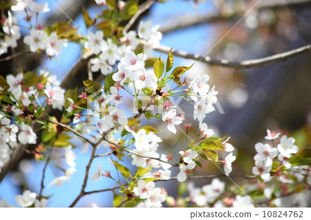 Cherry Blossoms	 10824762
