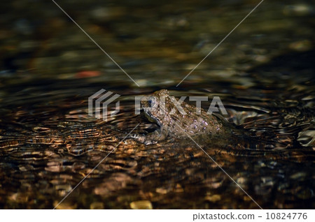 Bamboo shoots Bamboo shoots 10824776