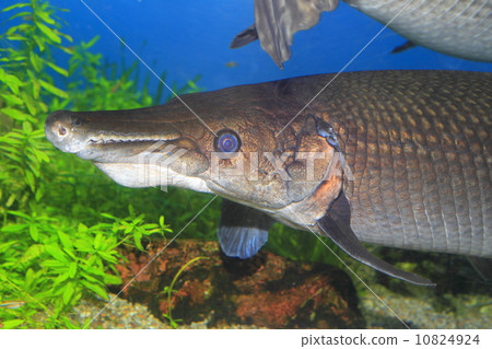 鱷魚皮 10824924