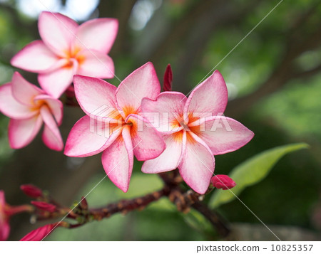 Plumeria flowers 10825357