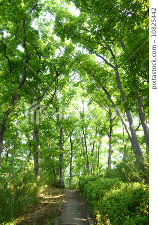 Fresh green 10825442