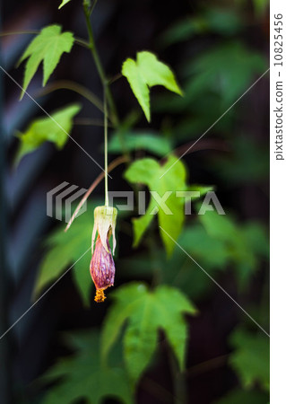 Fascinating single fuchsia flower close up 10825456