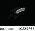 大腸桿菌單純黑色和白色 10825768