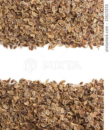 dried dill seeds on white dried dill seeds on white 10825858