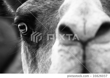 Camel portrait. Camel portrait. 10826037