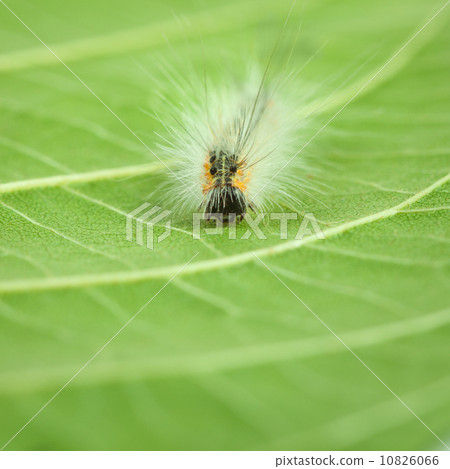 Shaggy caterpillar en face 10826066