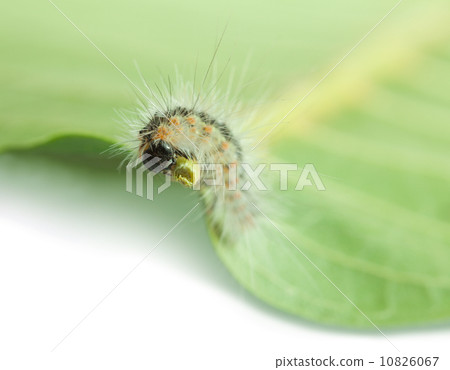 Vermin moth caterpillar chewing leaf petiole 10826067