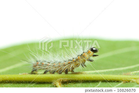 Shaggy caterpillar bend on green leaf 10826070