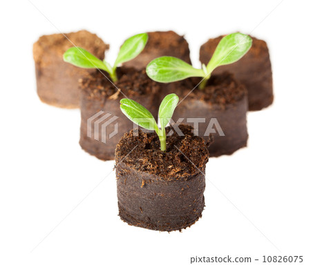 Little sprouts 10826075