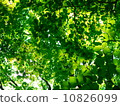 Komorebi 10826099
