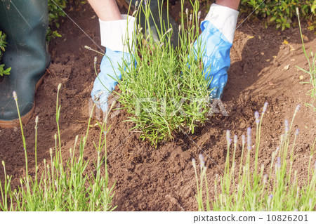 gardening with gloves and boots in the lavender garden 10826201
