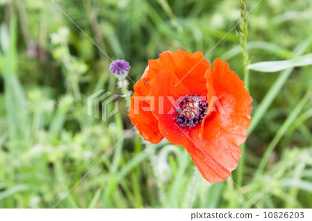 Red poppies anzac remembrance day world war 10826203
