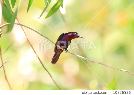 王位蝴蝶 10826526