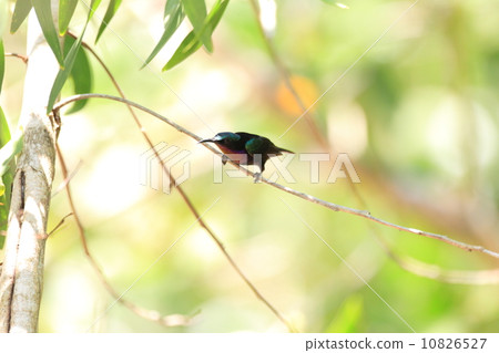 Throne butterfly Throne butterfly 10826527