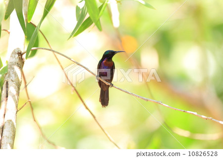 Throne butterfly Throne butterfly 10826528