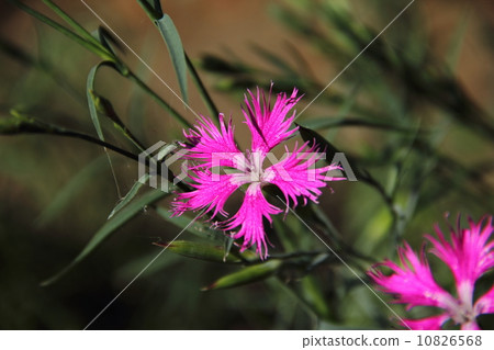 Kawaranadeshiko 10826568