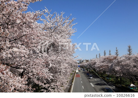 全國城市大學街道櫻花行 10826616
