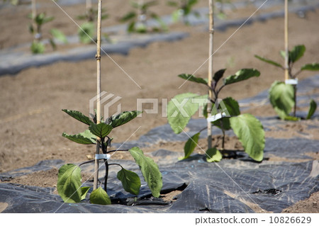 茄子苗 10826629