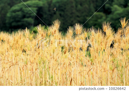 奧久寺《五月的麥田》 奧久寺《五月的麥田》 10826642