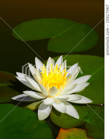 Water lily Water lily 10827067