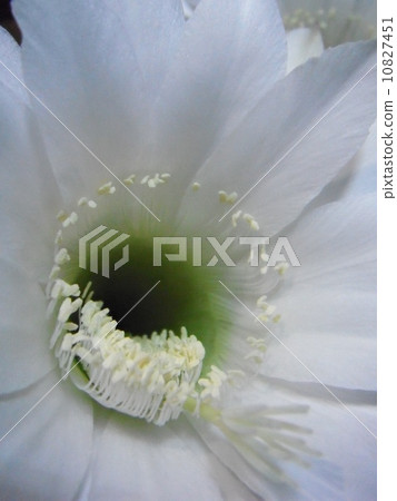 仙人掌花 10827451