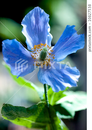 喜馬拉雅山的罌粟 10827538