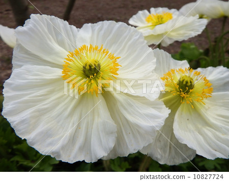 Flowers Flowers 10827724