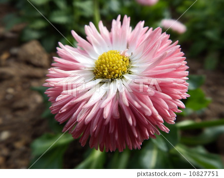 雛菊 雛菊 10827751
