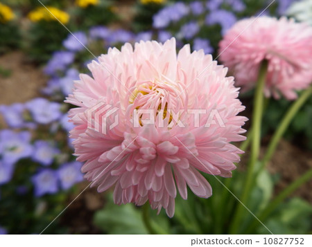 雛菊 雛菊 10827752